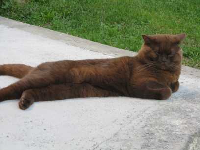 nedělní odpolední siesta :-)